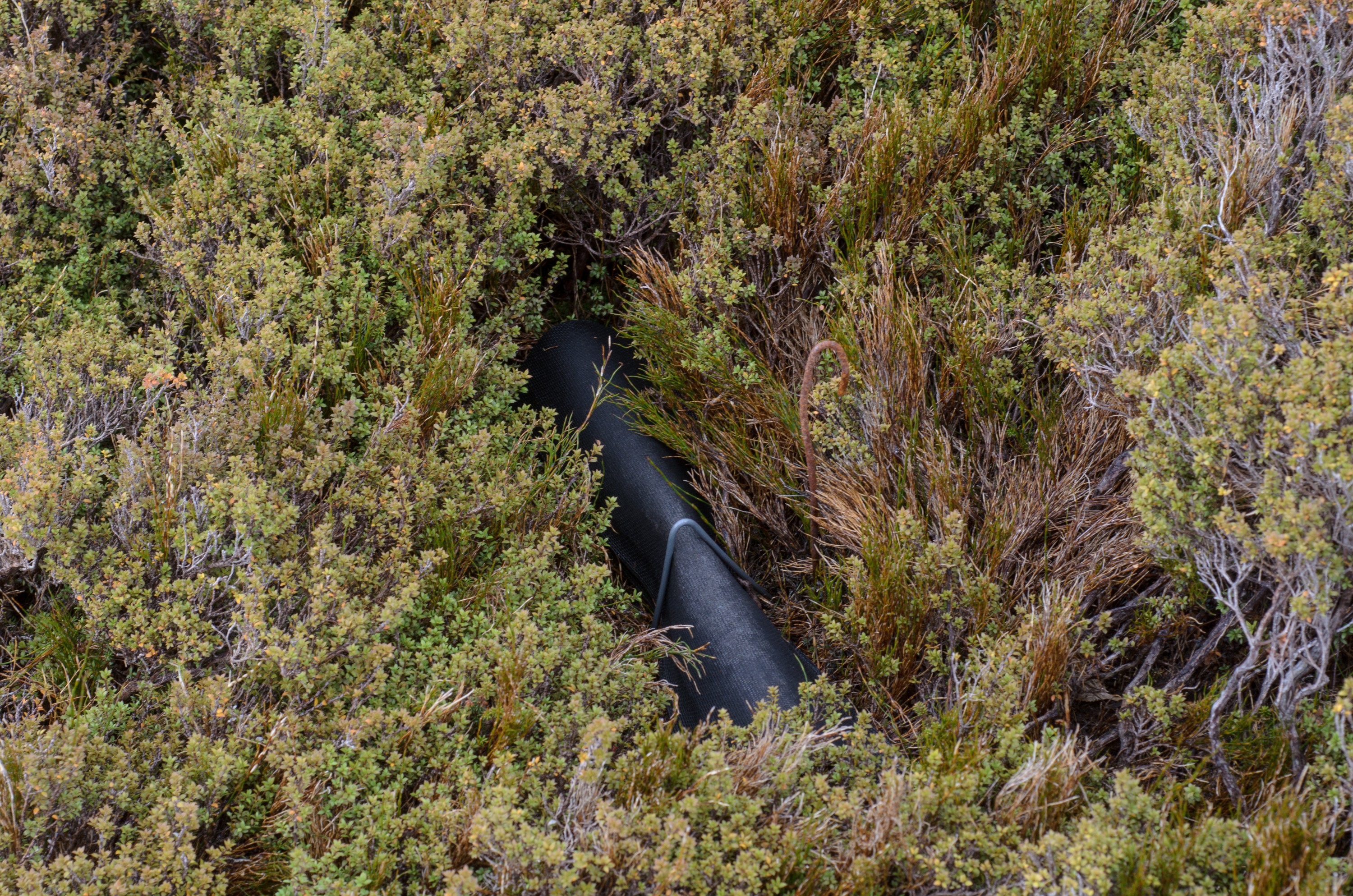 DSC_3070 – Adventure, Crispin, Island, March 2017, National Park, New, New Zealand, Rakiura, South, Stewart, Zealand